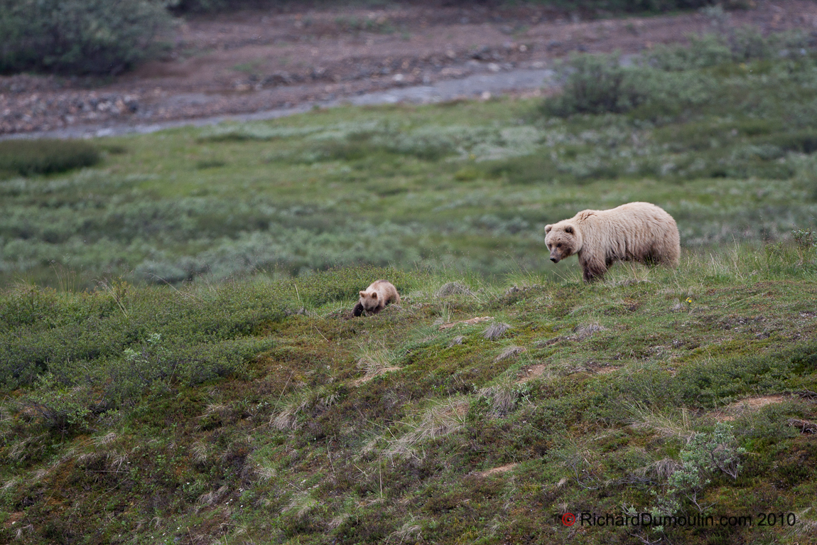 GRIZZLY BEAR